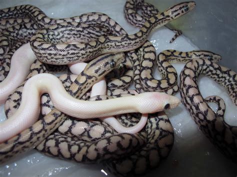 Colombian Rainbow Boa Babies - Twin Cities Reptiles