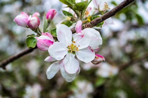 Harvest Moon Farm and Orchard