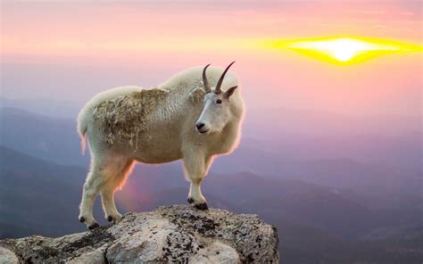 Mountain Goat Wallpapers - Wallpaper Cave