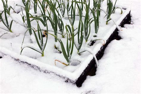 5 Ways To Prepare Your Garden For Winter | Gardener's DreamGardeners ...