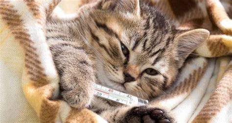 What to do with cat flu - Katzenworld