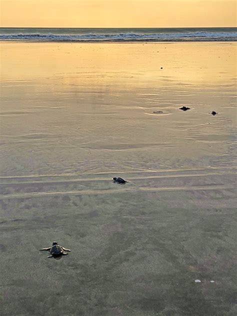 Releasing Turtles in Bali: Is It Ethical? | Yoga, Wine & Travel