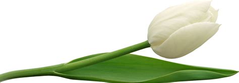 Tulip PNG Transparent Images - PNG All