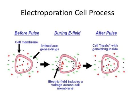 Electroporation