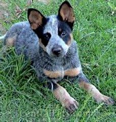 Blue Tick Heelers - Google Search | Blue heeler dogs, Cattle dogs rule ...