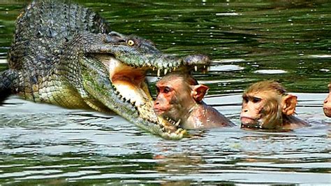 Crocodile Hunting Monkey When Monkey Cross The River - YouTube