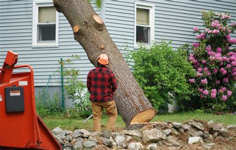 How to Safely Remove Trees: The Importance of Proper Removal | Tri-Rent-All