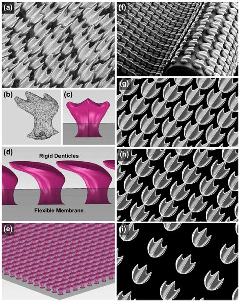 Shark denticle models and biomimetic skin membranes. (a) Bonnethead ...