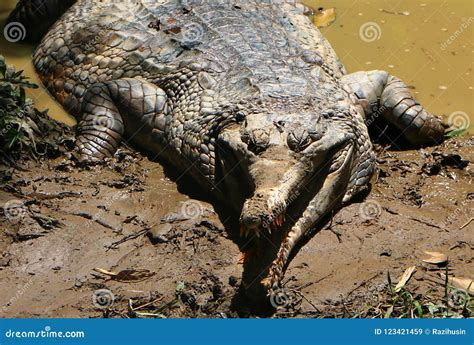 False Gharial is Crocodile Also Known As Malayan Gharial. Stock Image ...