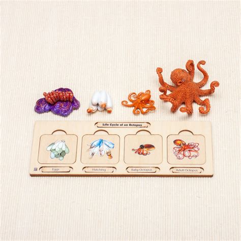 Life Cycle of an Octopus Octopus Life Cycle Life Cycle Puzzle Infant & Toddler Puzzle Montessori ...