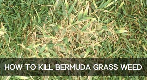 How to Kill Bermuda Grass and Get Rid of it in Your Lawn | CG Lawn