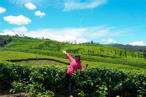 Kebun Teh Rancabali “Ciwidey” Bandung – Siti Mustiani