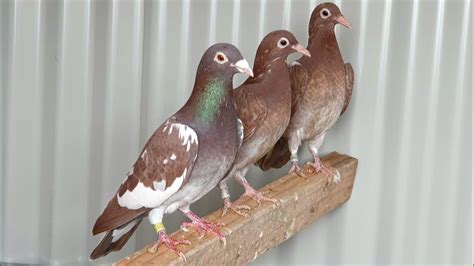 Nice recessive red racing pigeons - YouTube