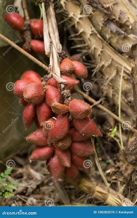 Closeup and Selective Focus of Salacca,salak Plant,fruit on Tree Stock ...