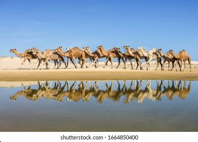 Sand Dunes Anna Bay Australia Stock Photo 1664850400 | Shutterstock