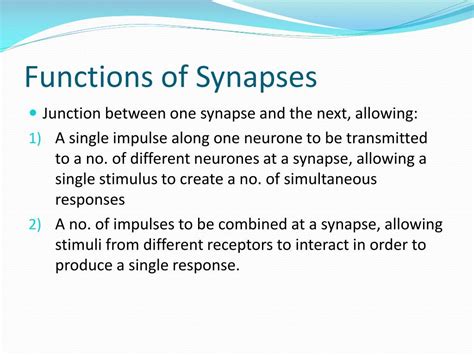 PPT - The Structure and Function of Synapses PowerPoint Presentation ...