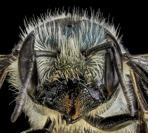 Amazing Close-Up Photos of Bees - Animal Fact Guide