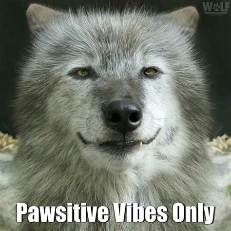 Awesome Funny Animal Pictures, Funny Animals, Funny Wolf, Monday Face, Pawsitive Vibes ...