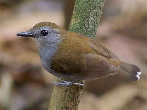 Xingu Scale-backed Antbird - eBird