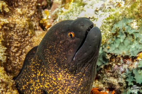 Yellow Edged Moray Eel- Facts Photographs Video | Seaunseen