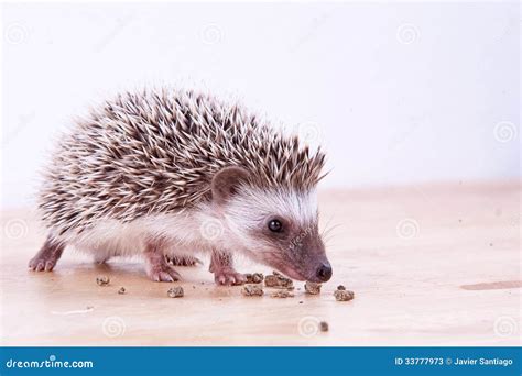 Baby hedgehog eating stock image. Image of alert, adorable - 33777973