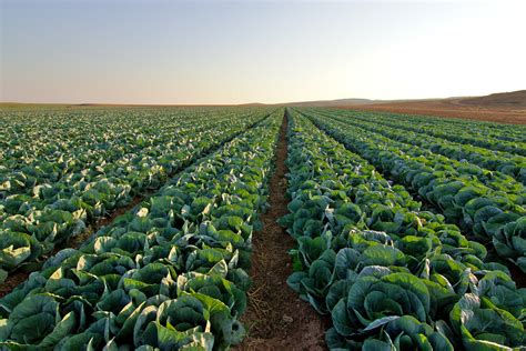 field of green | Israel Nature Photography by Ary | Flickr