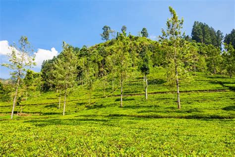 Tea Plantation In Nuwara Eliya,Ceylon Stock Photo - Image of chai ...