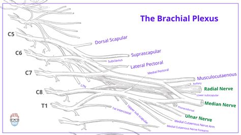 Brachial Plexus Anatomy: Roots, Trunks, Divisions, Cords & Branches