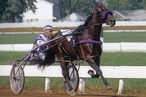 40 years on… remembering the day Niatross went over the hubrail at Saratoga - Harness Racing Update