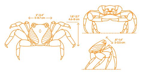 Red Rock Crab (Grapsus grapsus) Dimensions & Drawings | Dimensions.com