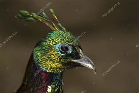 Male Himalayan Monal (Lophophorus impejanus) — Stock Photo © fancyfocus ...