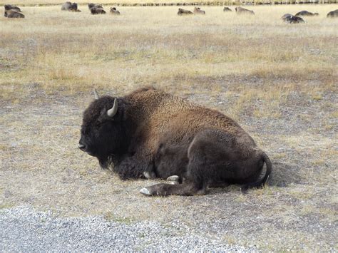 Yellowstone Wildlife – Joe's Blog