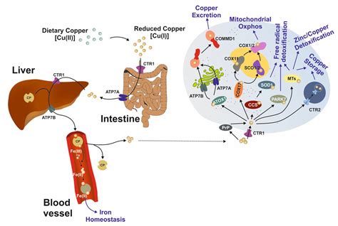 Biomedicines | Free Full-Text | A Century of Progress on Wilson Disease and the Enduring ...