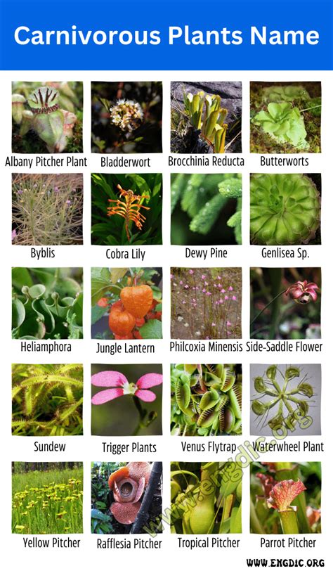 10 Types Of Tropical Rainforest Plants