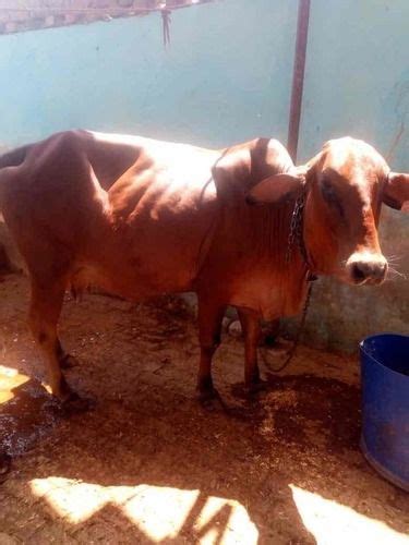 Sahiwal Breed Cow at 42000.00 INR in Agra, Uttar Pradesh | Narayan Dairy