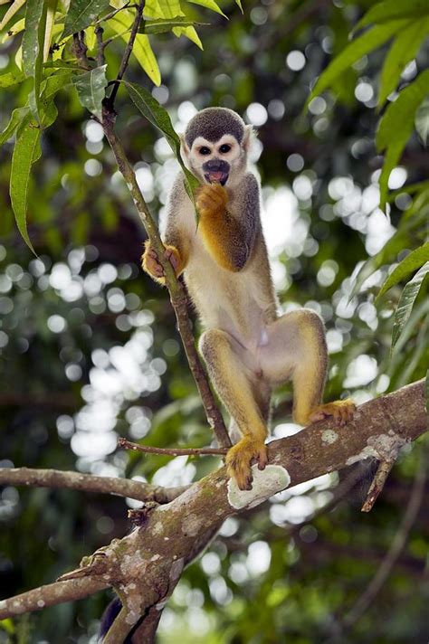 Squirrel monkey in a tree Photograph by Science Photo Library | Fine Art America