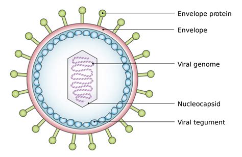 Can Viruses Be Killed? » ScienceABC