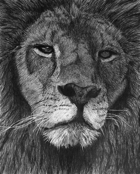 Lion Of Judah Drawing by Bobby Shaw