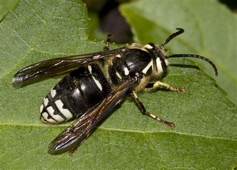 Baldfaced Hornet - Dolichovespula maculata - BugGuide.Net