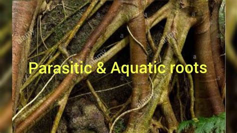 Parasitic roots and aquatic roots - YouTube