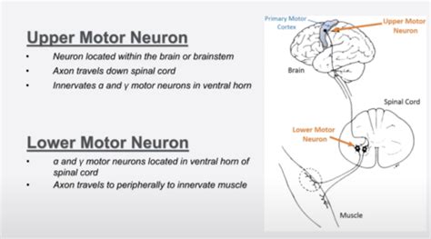 Upper Motor Neuron Lesion Causes Hyperreflexia And Hypertonia | Webmotor.org