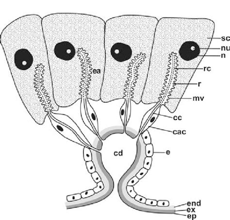 Schematic drawing of some secretory cells of the mandibular gland in ...