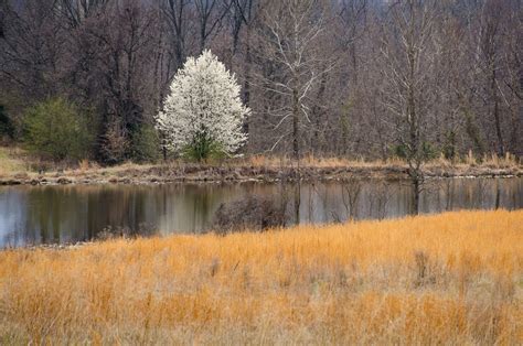 Callery Pear: History, Identification, and Control - Alabama Cooperative Extension System