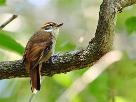 The plain xenops (Xenops minutus) is a passerine bird which breeds in ...