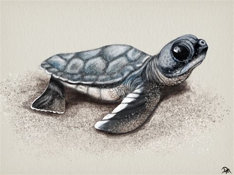 Baby Sea Turtle Drawing at PaintingValley.com | Explore collection of ...