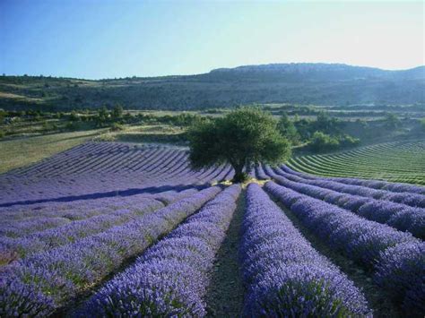 From Aix-en-Provence: Lavender Half Day Afternoon Tour | GetYourGuide