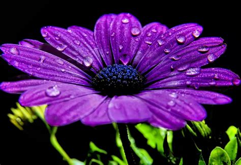 Purple Daisy | Purple flowers wallpaper, Purple flowers, Purple daisy