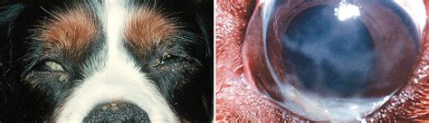 What Is The Best Treatment For Dry Eyes In Dogs