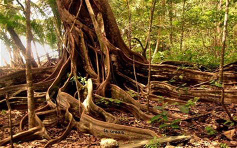 Corcovado National Park Costa Rica