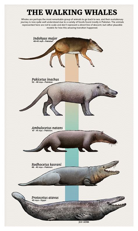 Pin by Sara Fio on Prehistoric animals | Prehistoric animals dinosaurs, Prehistoric animals ...